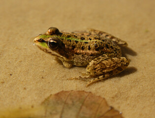 A green golden frog in a pond in the sun.
