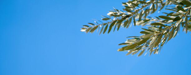 Olive tree branches against clear blue sky, copy space for concept, idea for banner or product advertising, eco farm