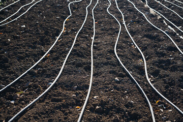 A field prepared for planting new olive trees or a vineyard, overhead irrigation systems laid out,...