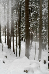 Winterwald mit Schnee