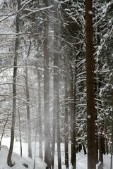 Wald im Winter mit Schnee