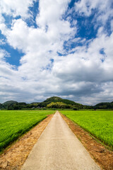 水田と田舎道