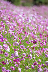 Fototapeta premium コスモス畑 秋のイメージ