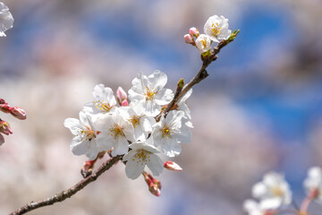 桜の花　春のイメージ