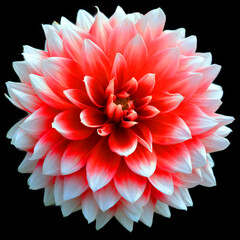 Dahlia is a genus of bushy, tuberous, perennial plants native to Mexico, Central America, and...