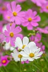 コスモス畑　秋のイメージ