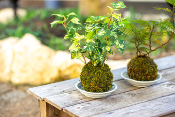 苔盆栽　和風イメージ