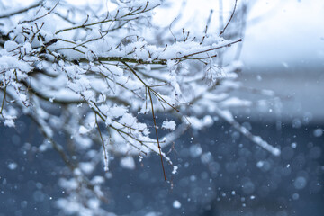 雪の日の夕景　枝に積もった雪