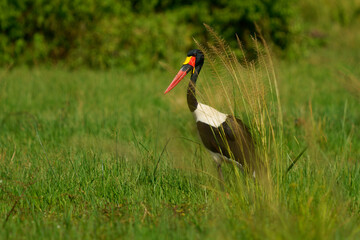 Saddle-billed Stork - Ephippiorhynchus senegalensis  or saddlebill, wading bird in stork in...