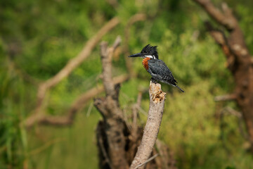 Giant Kingfisher - Megaceryle maxima  is the largest kingfisher in Africa, resident breeding bird. Orange and pied black and white color with strong bill. Fisher and hunter waiting for attack