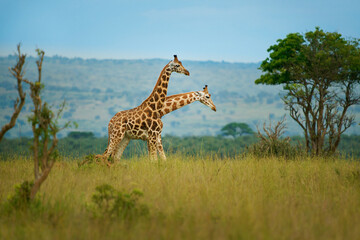Rothschild's giraffe - Giraffa camelopardalis rothschildi subspecies of the Northern giraffe, also Baringo or Nubian or as the Ugandan giraffe, portrait of long neck mammal from Africa in herd