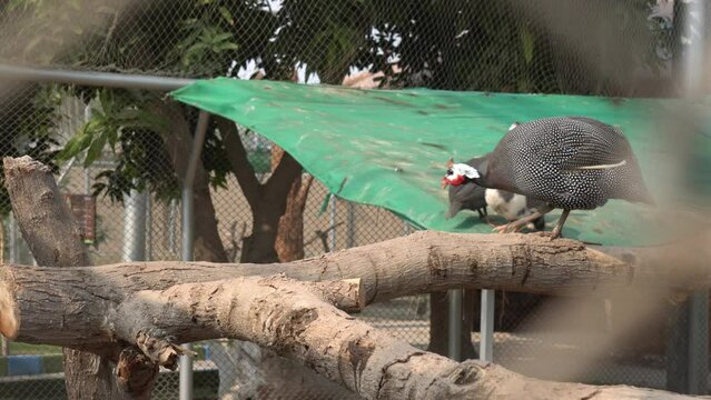 Guinea fowl are commonly domesticated birds that originate from Africa and are still found in the wild there multan zoo
