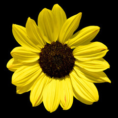 Sunflower is an annual plant native to the Americas. It possesses a large inflorescence, and its name is derived from the flower's shape and image which is often used to depict the sun