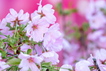 桜の花　華やかな春のイメージ