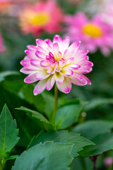 ダリアの花　春のイメージ