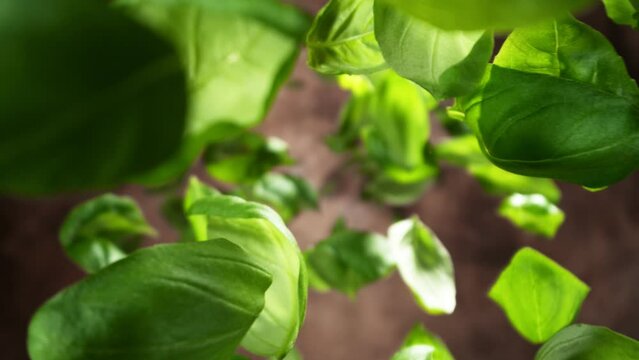 Super Slow Motion of Flying Fresh Basil Leaves, Isolated on Brown Background. Filmed on High Speed Cinema Camera, 1000 fps. Camera Placed on High Speed Cine Bot, Rotating.