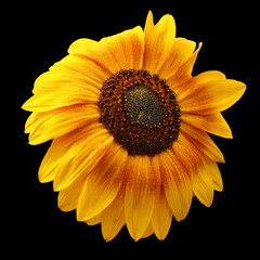 Sunflower is an annual plant native to the Americas. It possesses a large inflorescence, and its name is derived from the flower's shape and image which is often used to depict the sun