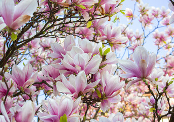 Obraz premium Magnolia tree blossom in springtime. Tender pink flowers in sunlight. Warm April weather background.