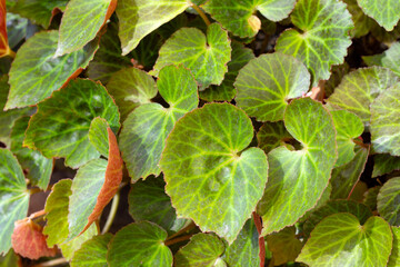 Begonia chlorneura leaves in the garden