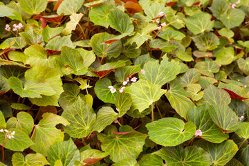 Begonia plants in the garden