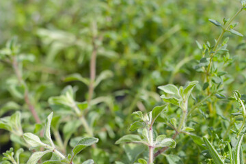 Fresh herbs in the garden