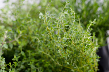 Fresh herbs in the garden