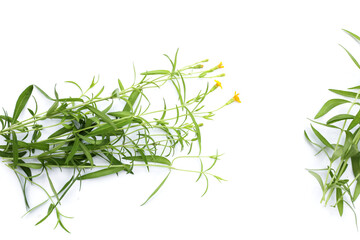 Fresh tarragon on white background.