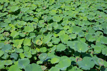 Beautiful green leaves of lotus flower in pond