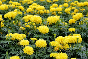 Beautiful marigold flower in the garden