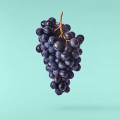 Fresh organic Blue Grape falling in the air isolated