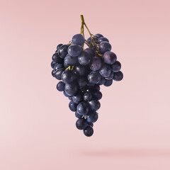 Fresh organic Blue Grape falling in the air isolated