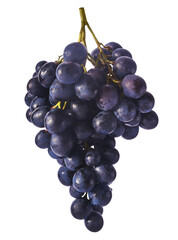 Fresh organic Blue Grape isolated