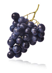 Fresh organic Blue Grape falling in the air isolated