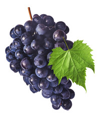 Fresh organic Blue Grape falling in the air isolated