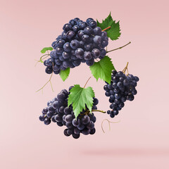 Fresh organic Blue Grape falling in the air isolated