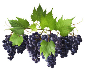Fresh organic Blue Grape falling in the air isolated