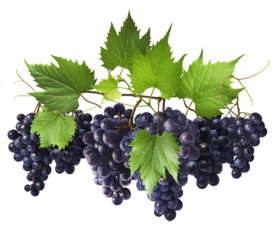 Fresh organic Blue Grape falling in the air isolated