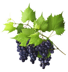 Fresh organic Blue Grape falling in the air isolated