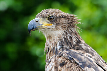 Juvenile Bald Eagle 