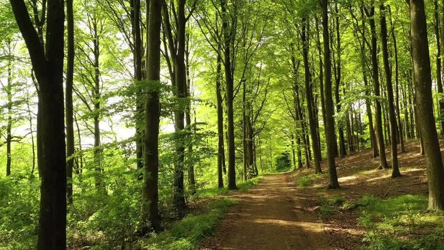 Forest, trees and hike trail with green plants and grass landscape in nature in spring. Environment, walking dirt path and sunshine in the woods outdoor with ecosystem and ecology background