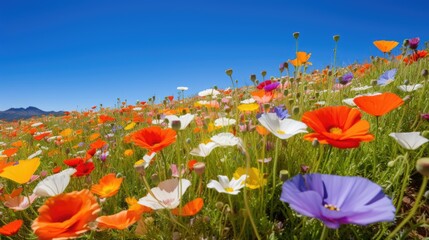 Obraz premium Expansive wildflower meadow with a diverse array of colorful flowers including orange poppies and purple blossoms, set against distant mountains under a clear blue sky.
