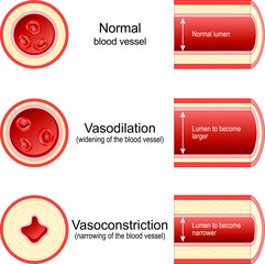 Vasoconstriction and Vasodilation