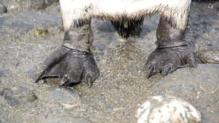 King penguin (Aptenodytes patagonicus) feet at Salisbury Plain, South Georgia Island