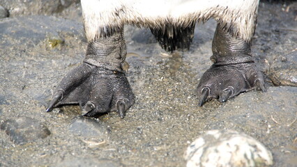Obraz premium King penguin (Aptenodytes patagonicus) feet at Salisbury Plain, South Georgia Island