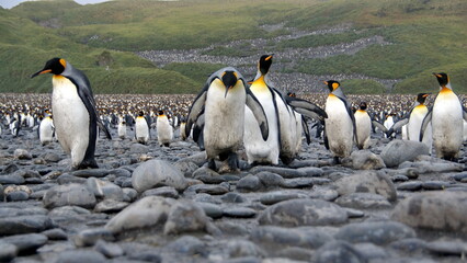 King penguins (Aptenodytes patagonicus) walking at the front of a penguin colony at Salisbury Plain, South Georgia Island