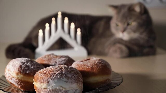 Scottish Straight eared Cat celebrates the Jewish holiday of Hanukkah at home with sweet donuts and a Star of David. Hand Lighting Candle