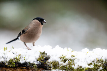 Adult Female Eurasian Bullfinch (Pyrrhula pyrrhula) perched on a snowy, branch in wintry, garden scene - Yorkshire, UK in December