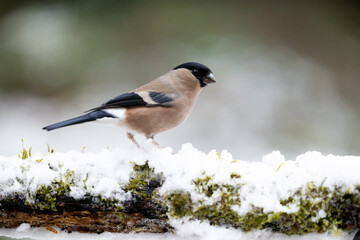 Side profile shot of an adult Female Eurasian Bullfinch (Pyrrhula pyrrhula) perched on a snowy, branch in wintry, garden scene - Yorkshire, UK in December