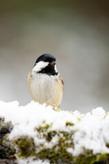 Coal Tit (Periparus ater) perched on a snowy log in Winter. Yorkshire, UK, December