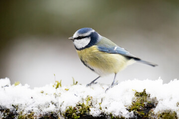Beautiful blue and yellow Blue Tit (Cyanistes caeruleus) perched on a snowy log in Winter. Yorkshire, UK, December